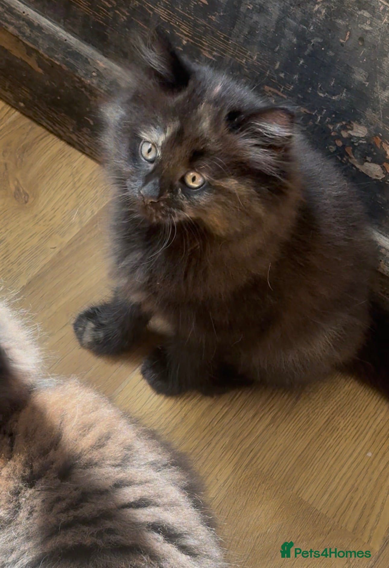 Mixed Breed cats Ready now! 2 kittens urgently needing loving homes - Advert 4