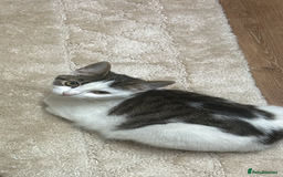 Mixed Breed cats for sale: 2 female cat - Image 2