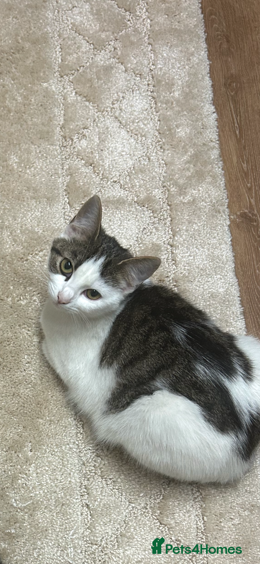 Mixed Breed cats for sale: 2 female cat - Image 2