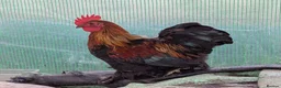 Chickens poultry for sale: Lovely pekin bantam cockerel  - Advert 2