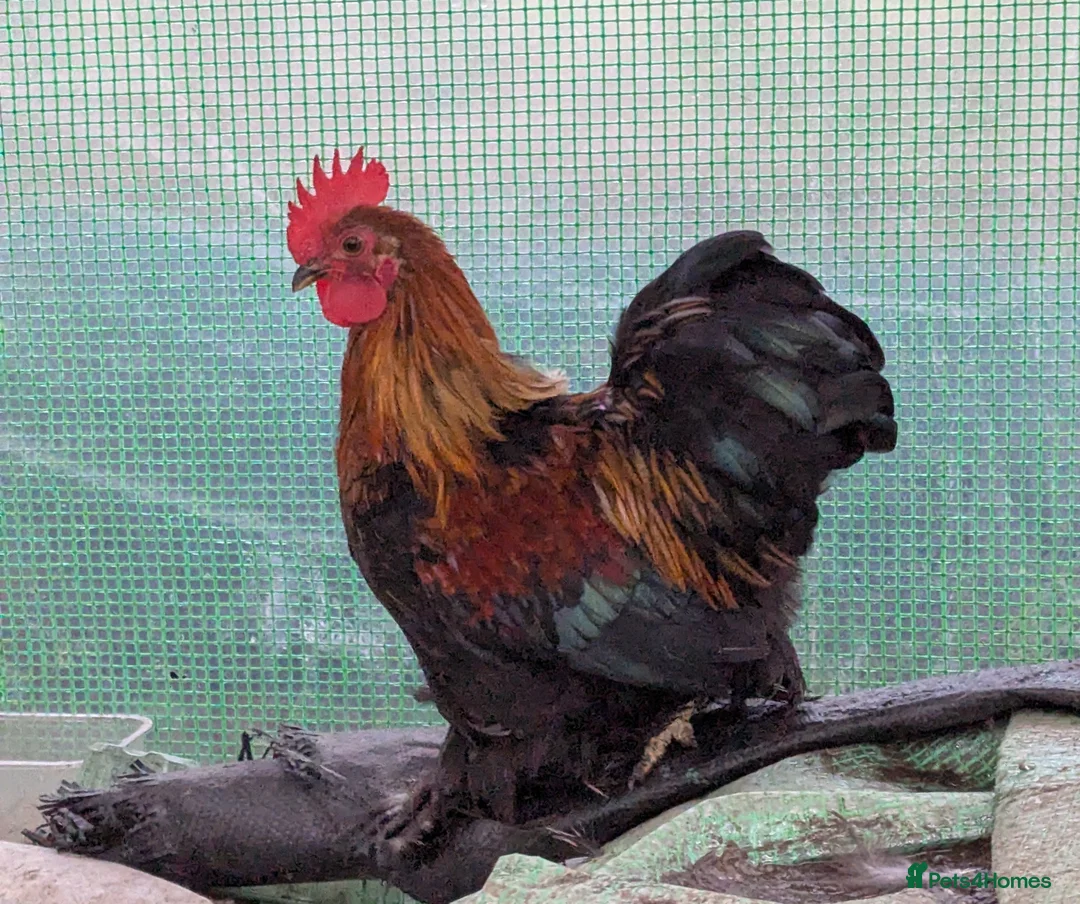 Chickens poultry for sale: Lovely pekin bantam cockerel  - Advert 2