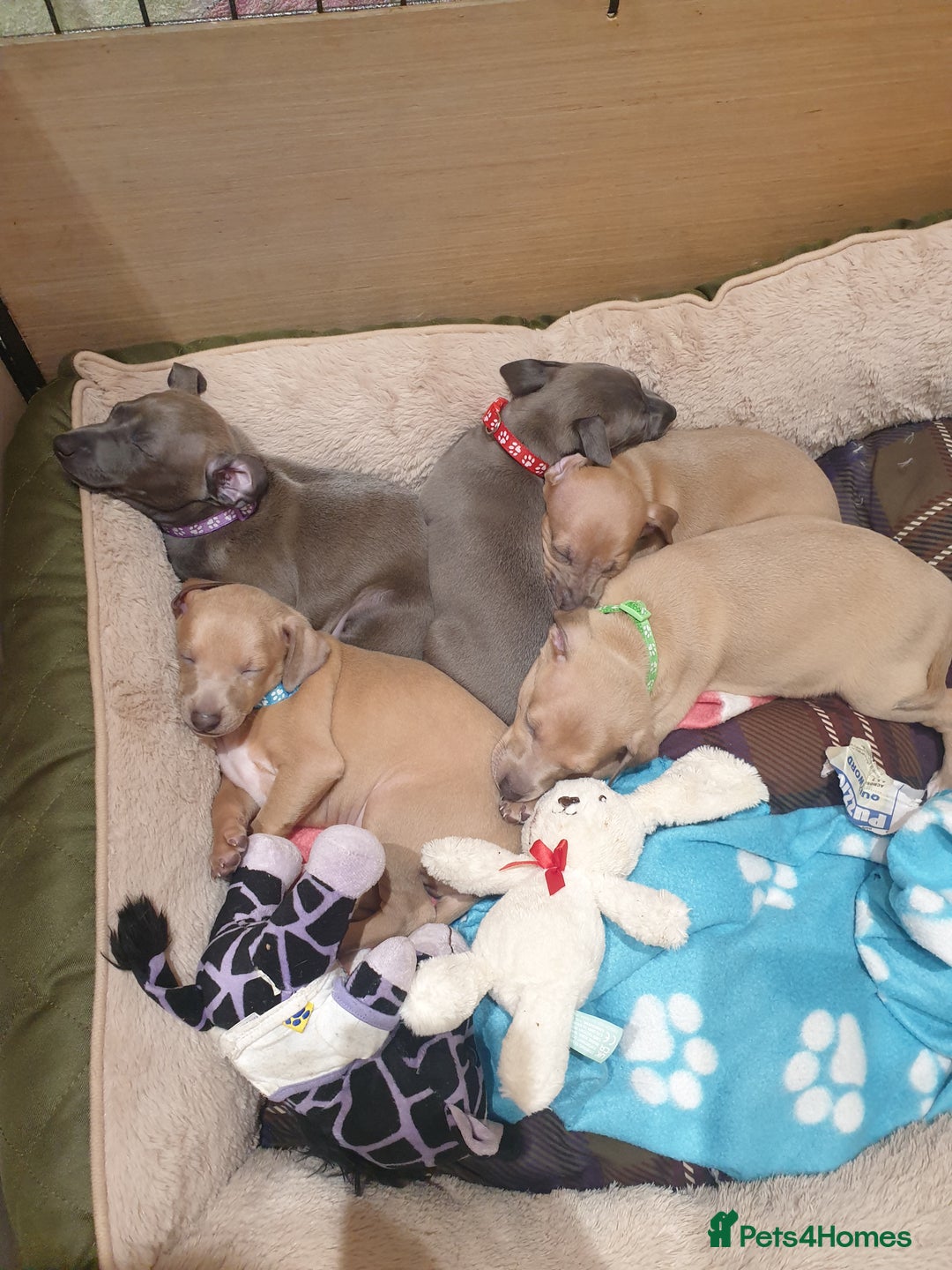 Italian Greyhound dogs for sale: Beautiful Italian Greyhounds - Advert 3