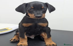 Dobermann dogs for sale: Doberman puppies "ready now" - Image 1