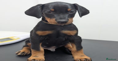 Dobermann dogs - Advert 10