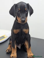 Dobermann dogs Doberman puppies "ready now" - Advert 3