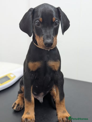 Dobermann dogs - Advert 12