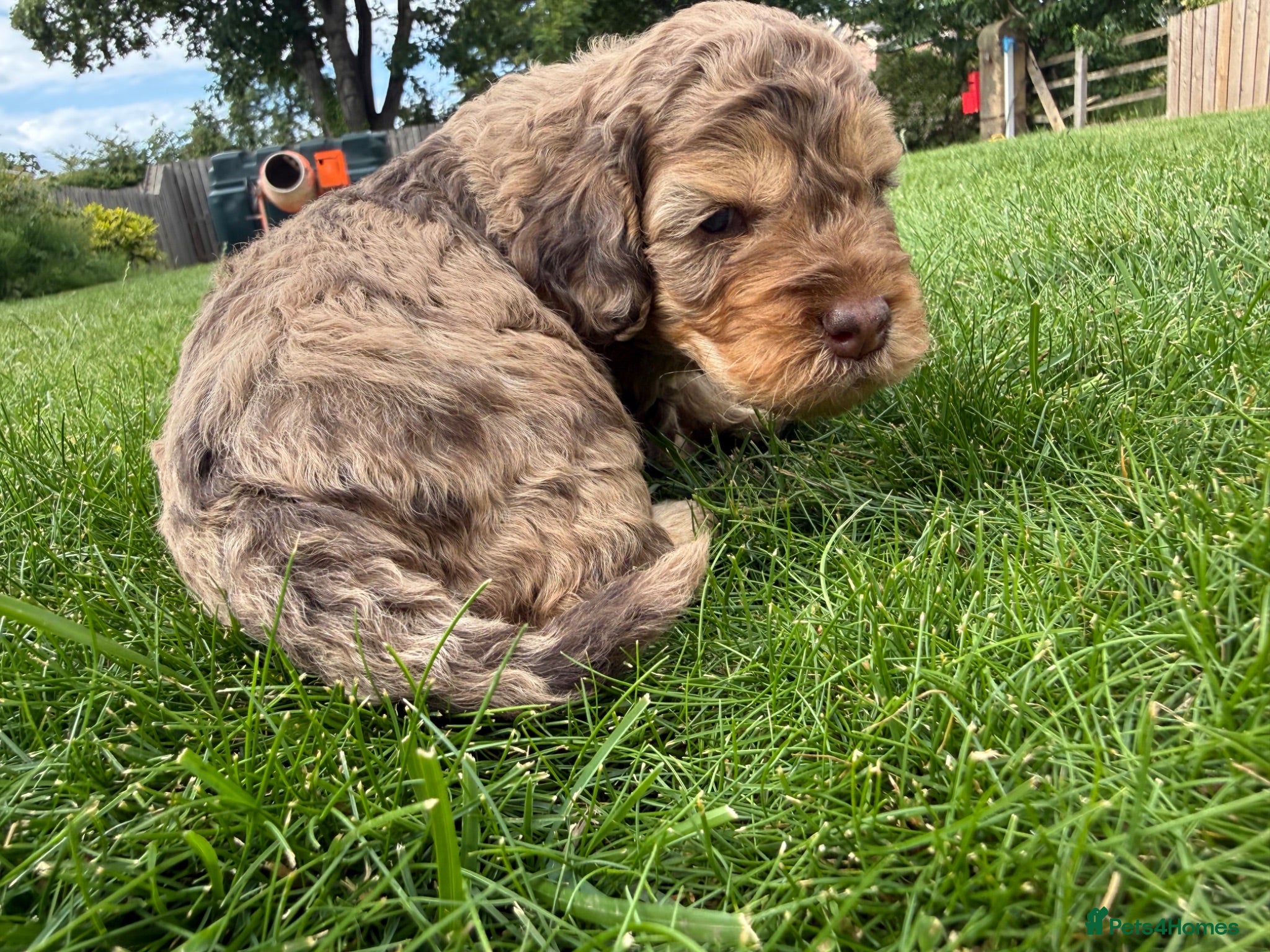 Cockapoo dogs Licensed Chocolate & Merle Cockapoo Puppies - Advert 2