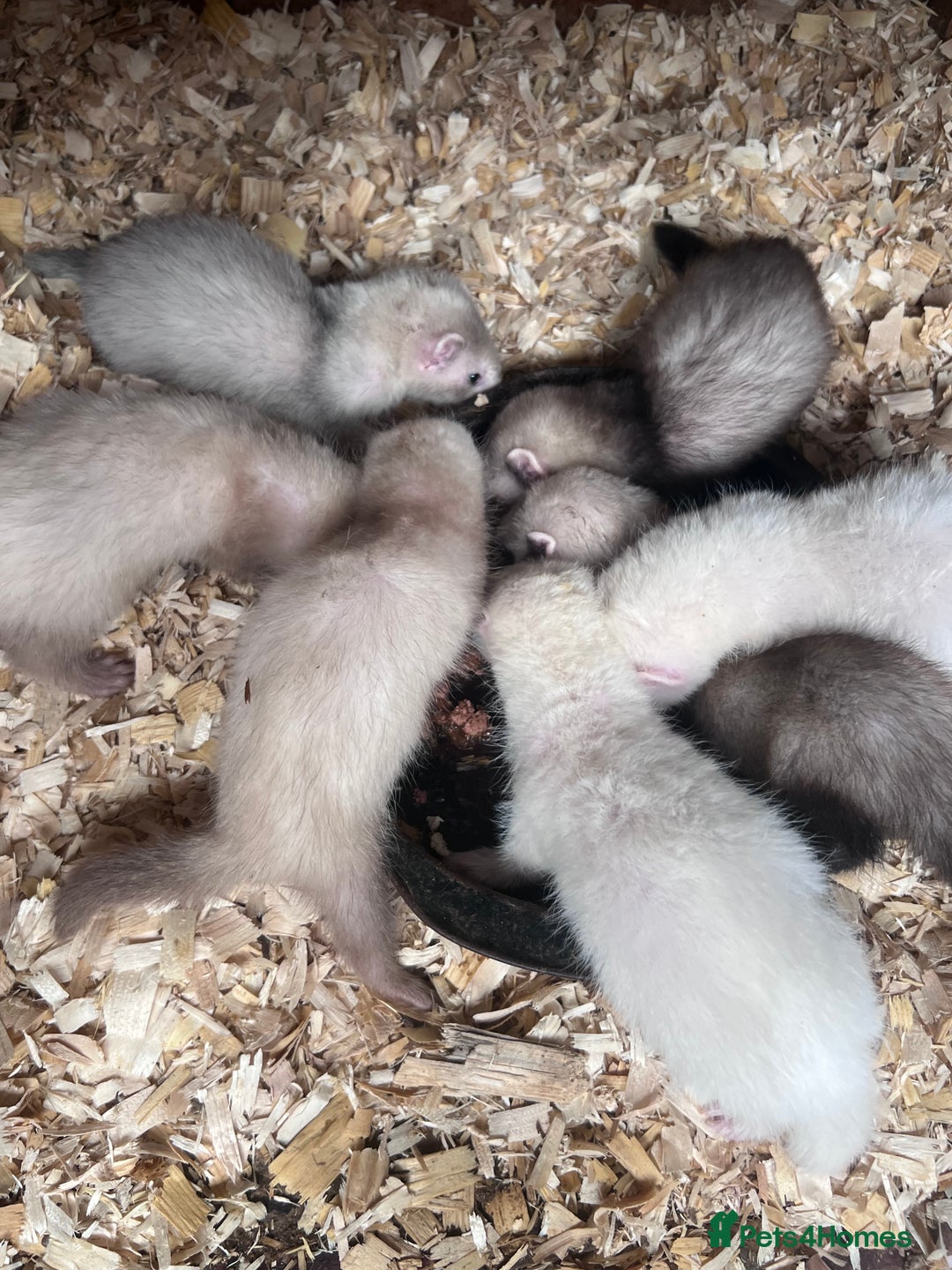 Ferret rodents for sale: Male ferrets born may 25 - Image 18
