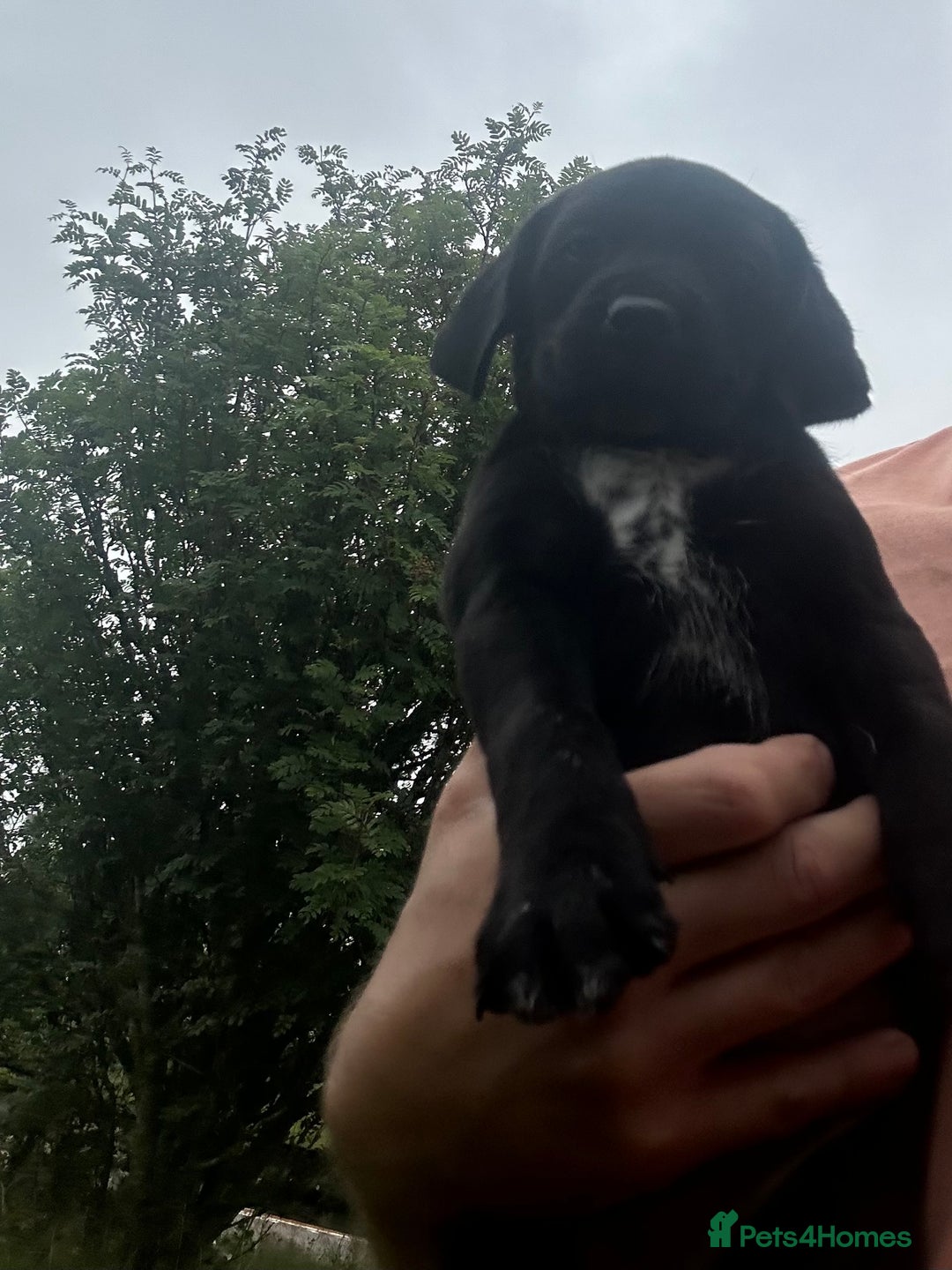 Mixed Breed dogs for sale: Dalmatian/Golden retriever cross puppies - Image 9