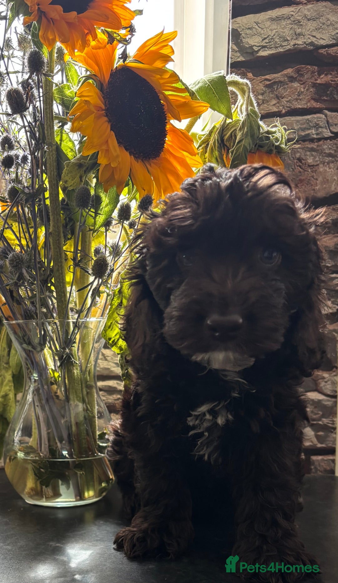Cockapoo dogs for sale: 2 male cockapoo puppies  - Image 1