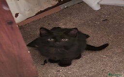 Mixed Breed cats for sale: mixed breed kitten  - Image 2