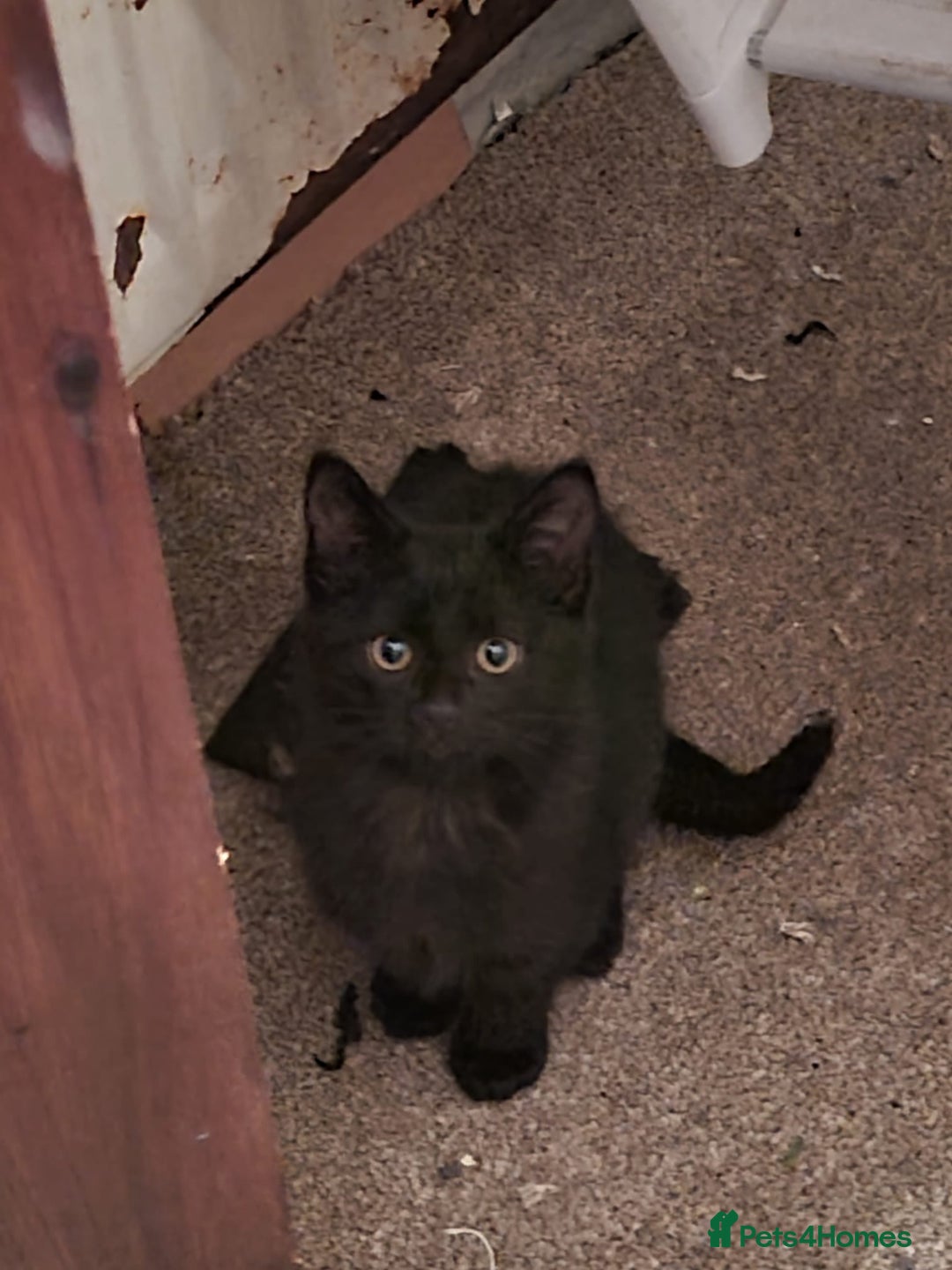 Mixed Breed cats for sale: mixed breed kitten  - Image 2