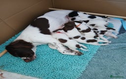 Mixed Breed dogs for sale: Springer x jack russell - Image 6