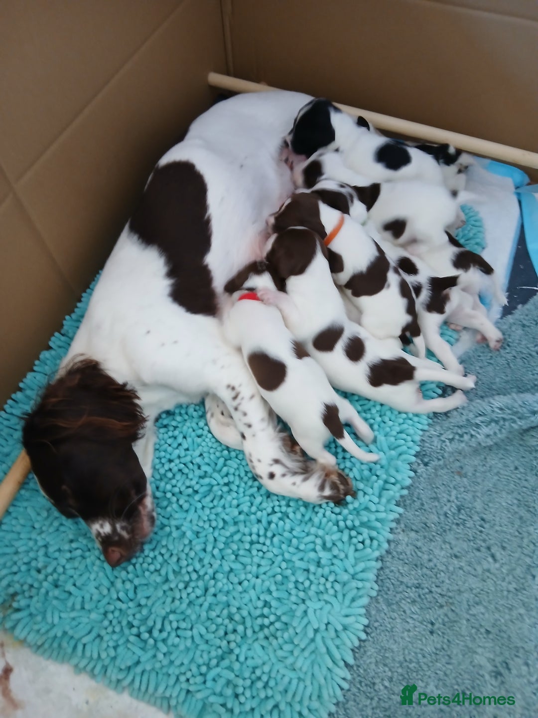 Mixed Breed dogs for sale: Springer x jack russell - Image 6
