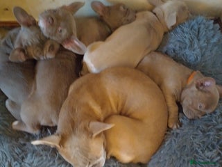 French Bulldog dogs Gorgeous Frenchies - Advert 2