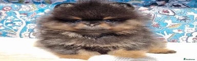 Pomeranian Puppy 1