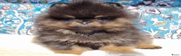 Pomeranian dogs for sale: Luxury Pomeranian puppies for sale!!! - Advert 11