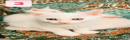 Turkish Angora cats for sale: Kittens x 6, Turkish Angora. White and Tabby in Wembley - Advert 11
