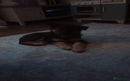 German Shepherd dogs for sale: German shepherd female  - Advert 6