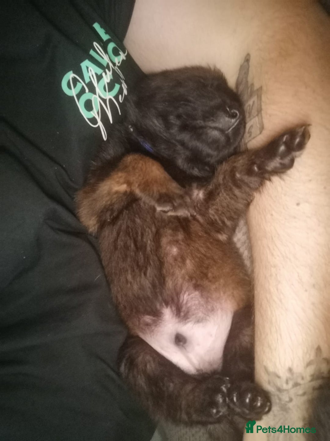 Belgian Shepherd Dog dogs for sale: Stunning Belgian Mali Pups - Image 2