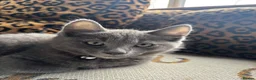 Russian Blue cats for sale: Neutered male - Advert 5