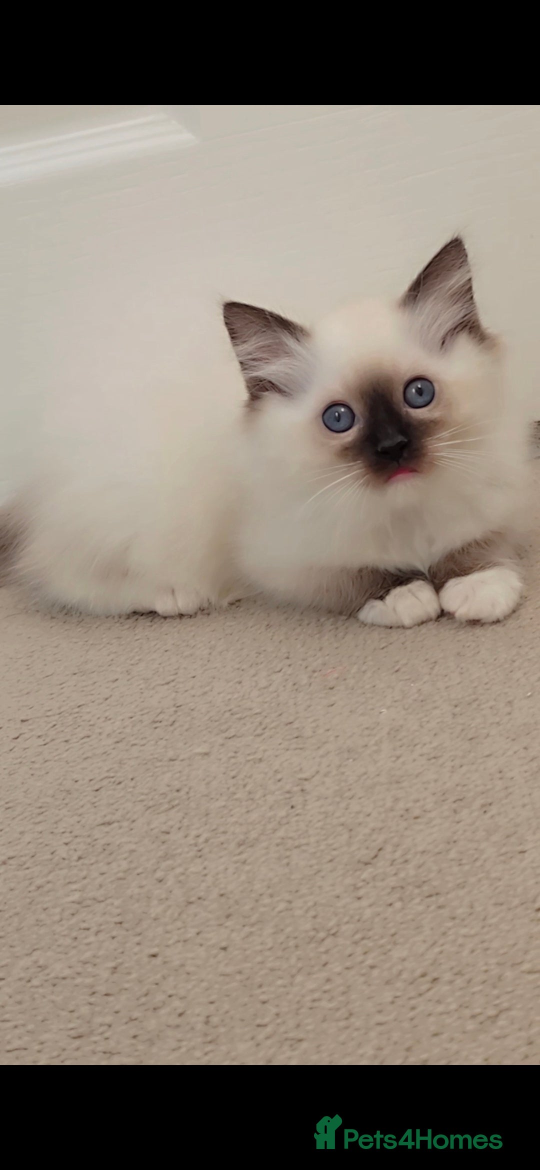 Ragdoll cats for sale: TICA REGISTERED KITTENS/Active - Advert 27