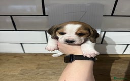 Beagle dogs for sale: Beautiful beagle puppies  - Advert 29