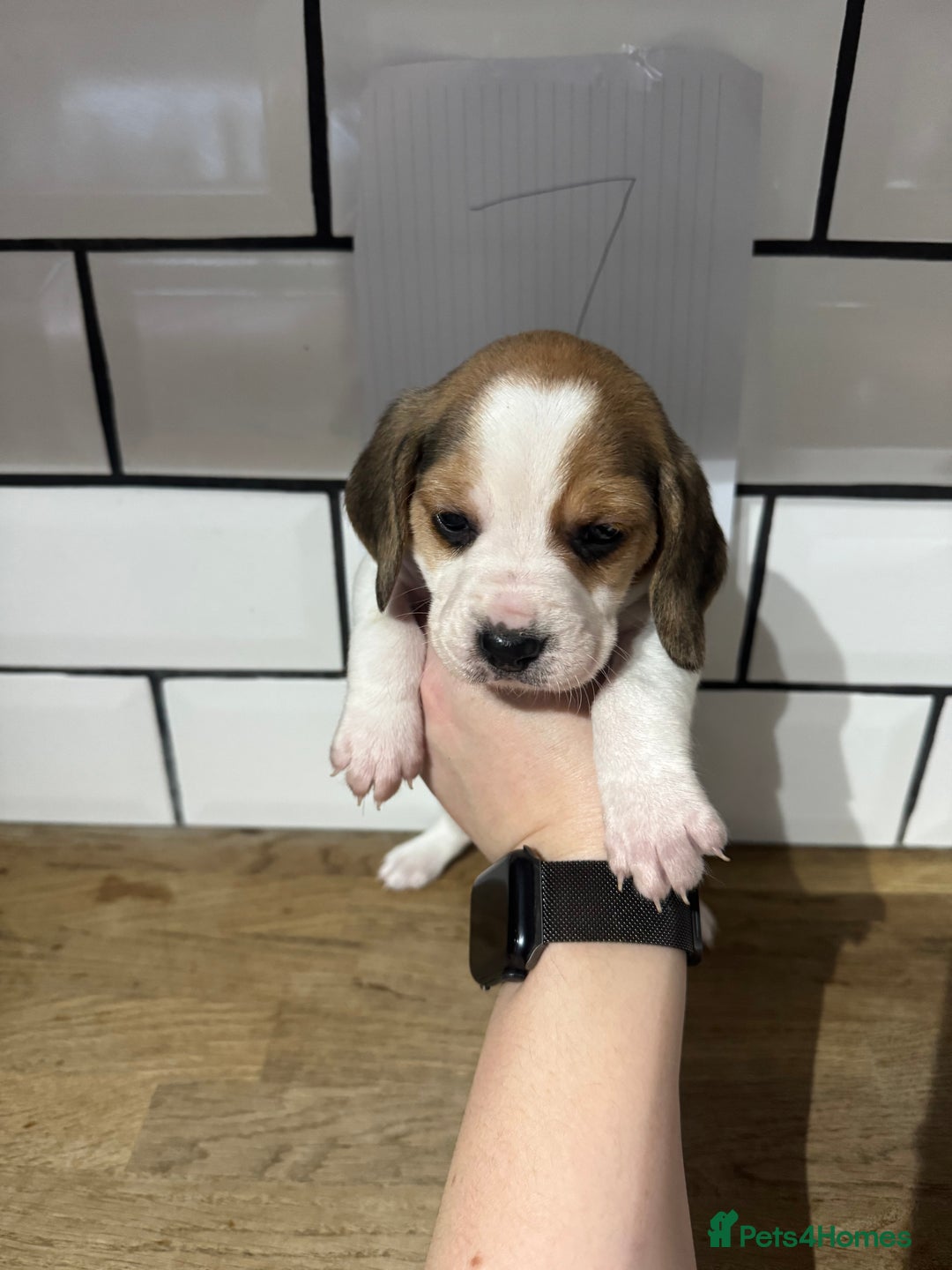 Beagle dogs for sale: Beautiful beagle puppies  - Advert 29