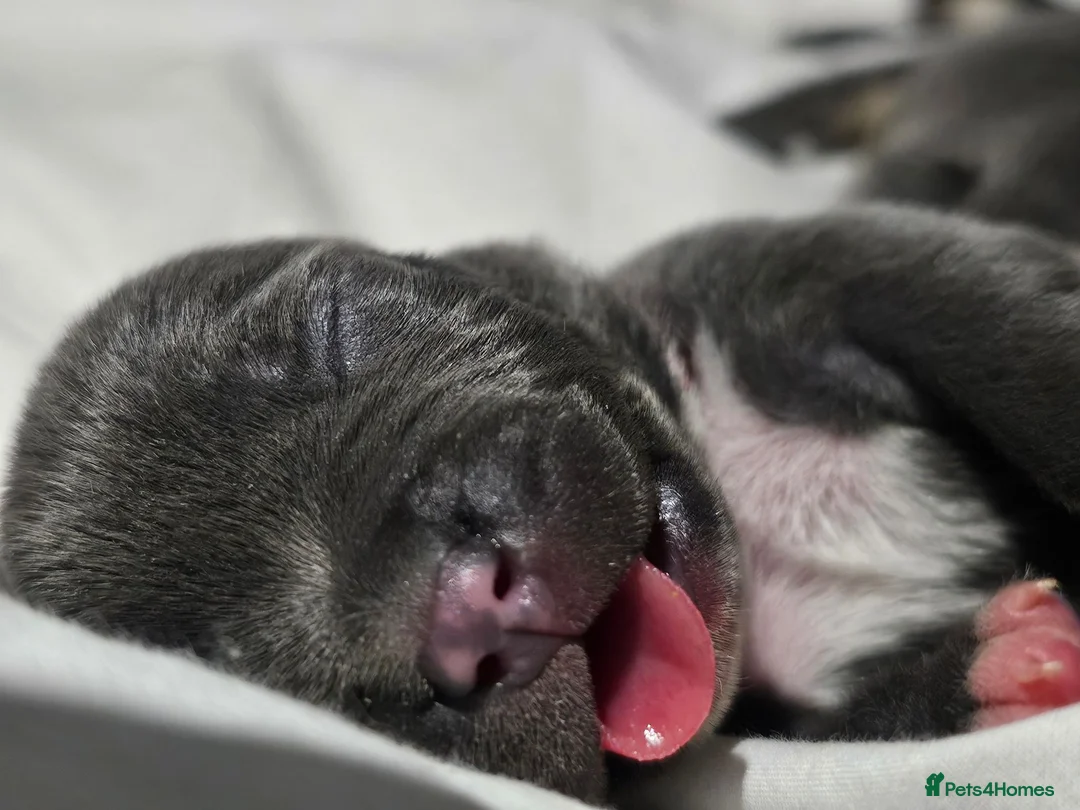 Staffordshire Bull Terrier dogs for sale: Hi we are 8 kc blue staffordshire pups in Monmouth - Advert 1