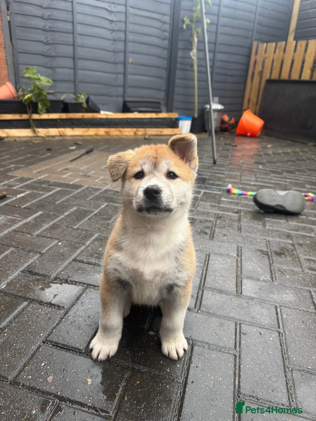 Akita dogs for sale: Akita pups  - Advert 1