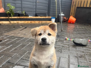 Akita dogs Akita pups - Advert 3