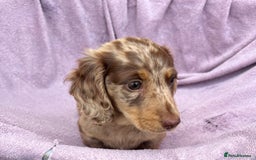 Miniature Dachshund dogs for sale: 1 BOY LEFT LONG HAIRED MINIATURE DASCHUND  - Image 6