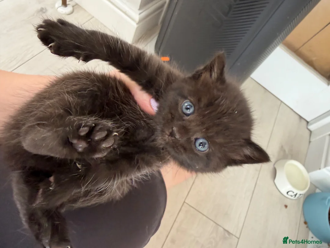 Mixed Breed cats for sale: Lovely baby kitten - Advert 2