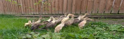 Ducks poultry for sale: Indian runner ducklings in Wishaw - Advert 2