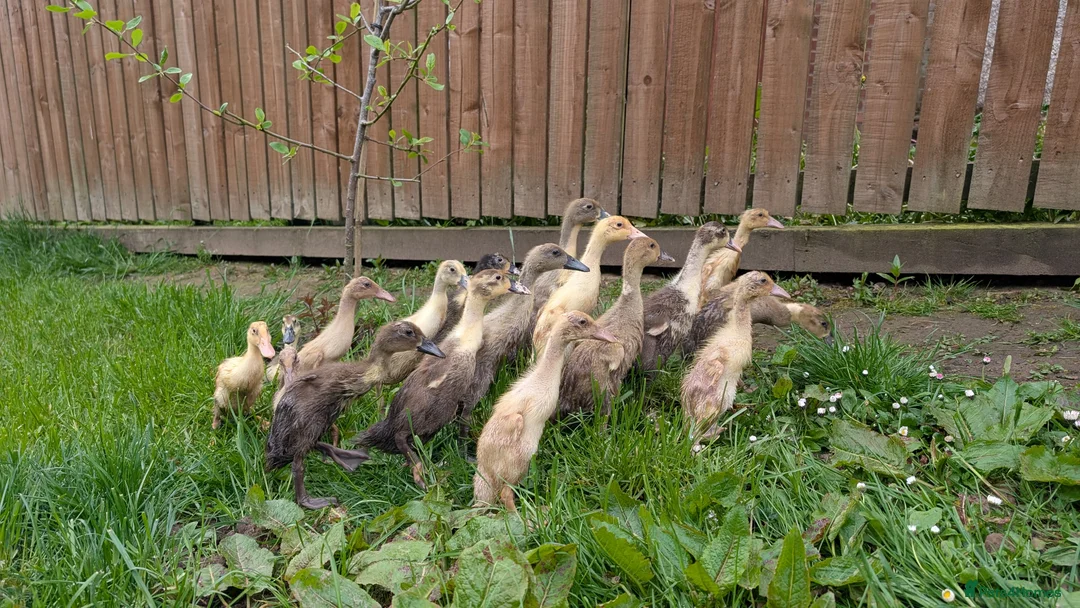 Ducks poultry for sale: Indian runner ducklings in Wishaw - Advert 2
