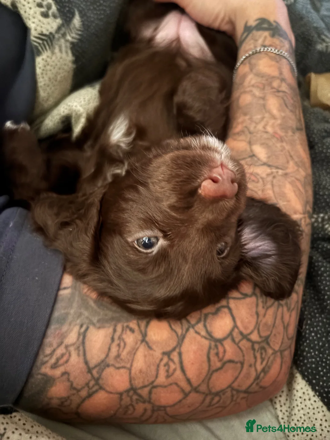 Cocker Spaniel dogs for sale: 3 Beautiful little cocker spaniels  - Advert 2