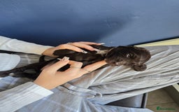 Cocker Spaniel dogs for sale: Cocker spaniel puppies  - Image 21