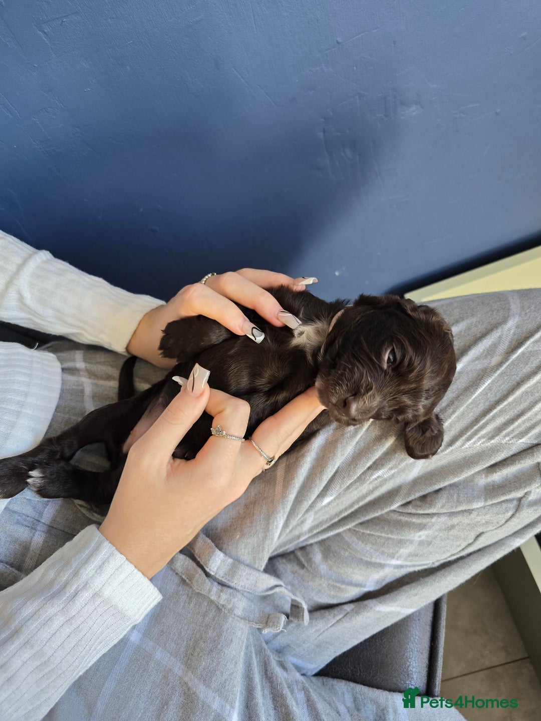 Cocker Spaniel dogs for sale: Cocker spaniel puppies  - Image 21