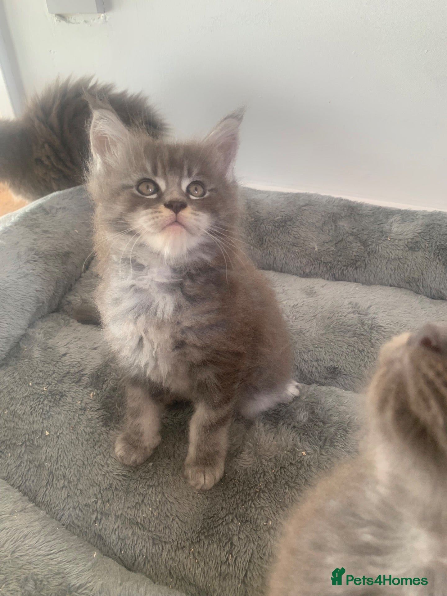 Maine Coon cats AMAZING TICA REGISTERED KITTENS - Advert 1