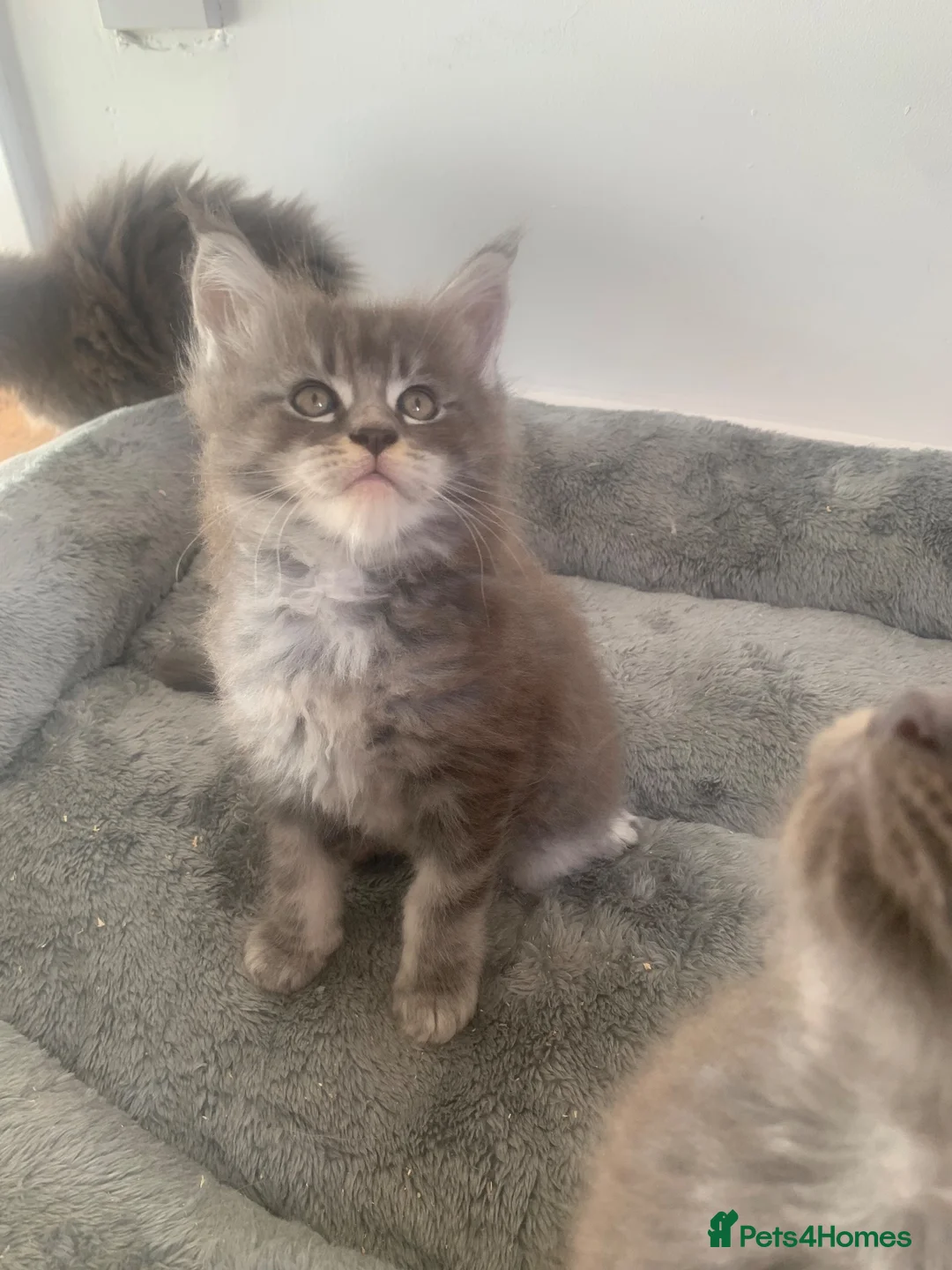 Maine Coon cats for sale: AMAZING TICA REGISTERED KITTENS - Advert 2