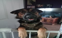 Mixed Breed dogs for adoption: Magnificent Rex GSD cross  - Image 7