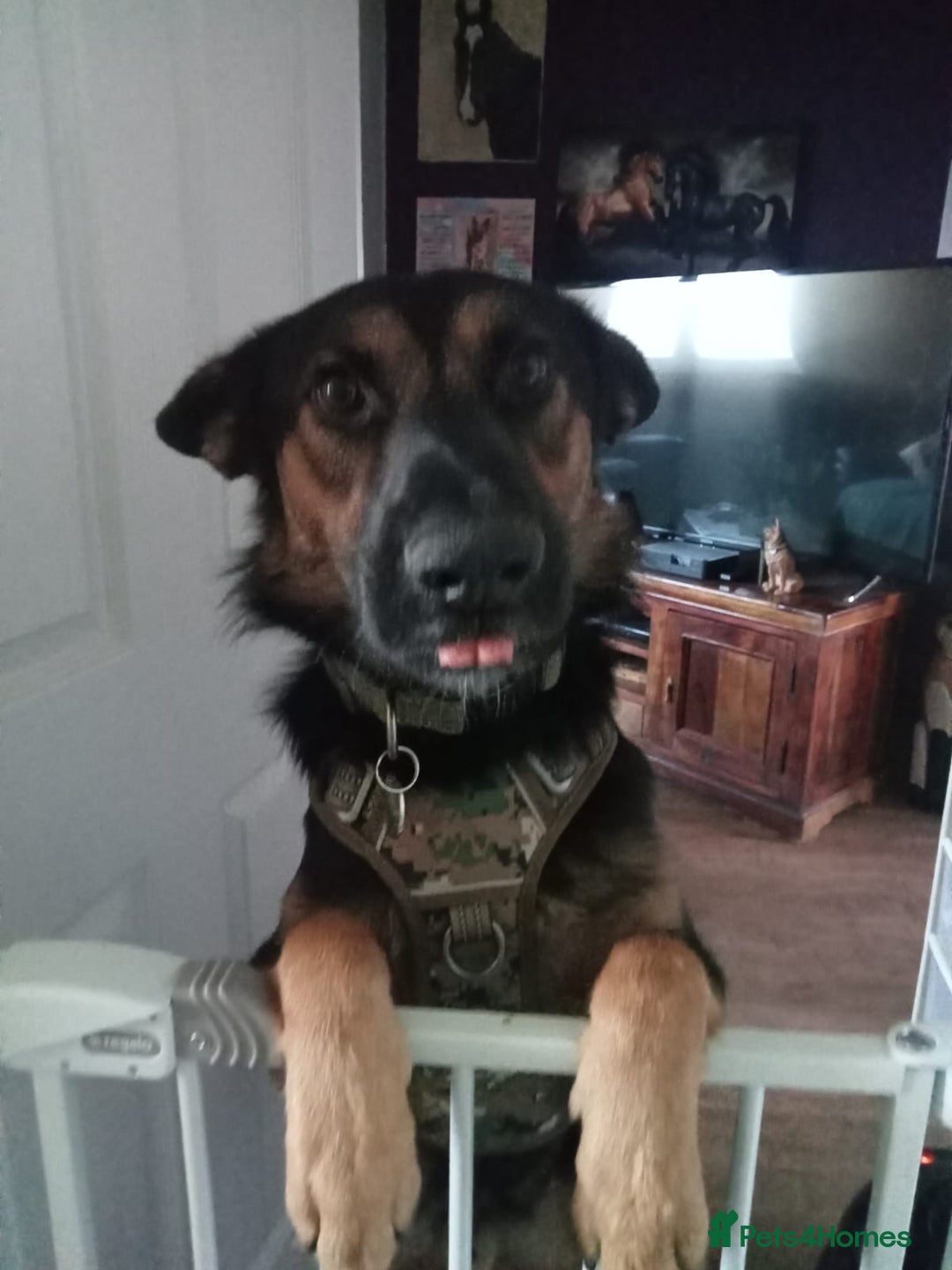 Mixed Breed dogs for adoption: Magnificent Rex GSD cross  - Image 7