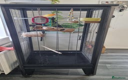 Canaries birds for sale: Canary  - Image 4
