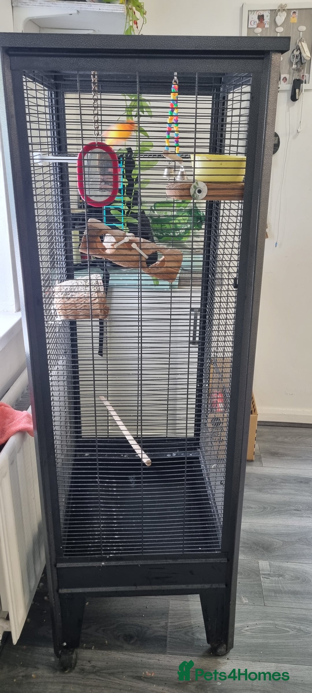 Canaries birds for sale: Canary  - Image 4