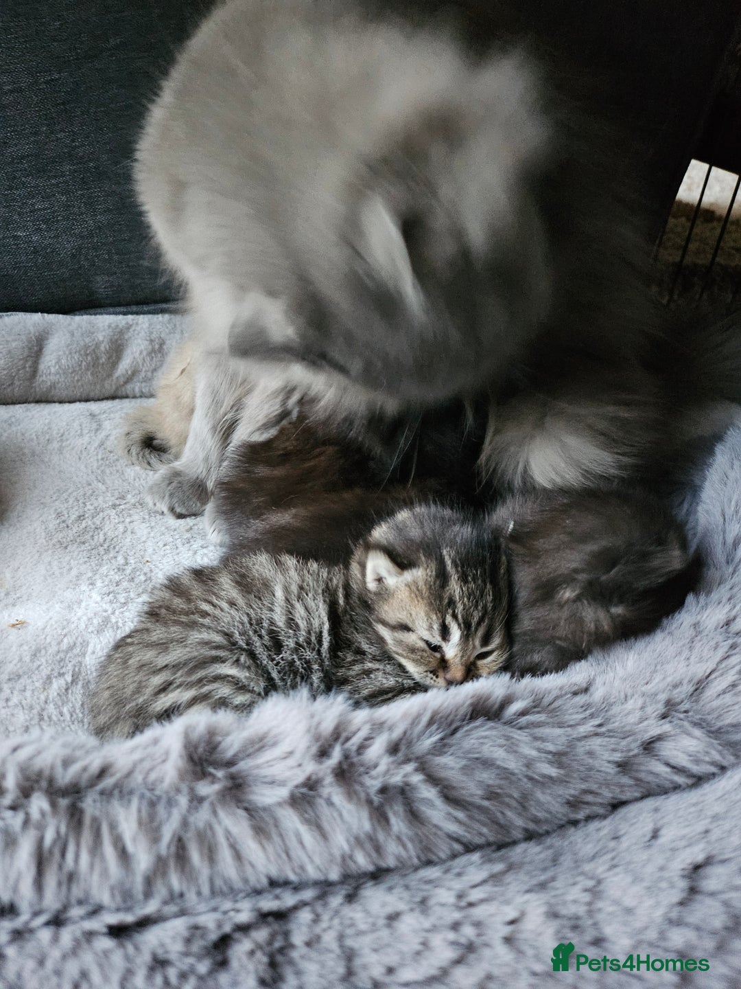 Scottish Fold cats for sale: Scottish fold kittens for sale 4 wks old - Advert 13
