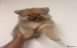 Pomeranian dogs for sale: LAST GIRL READY NOW Pomeranian puppies - Advert 7