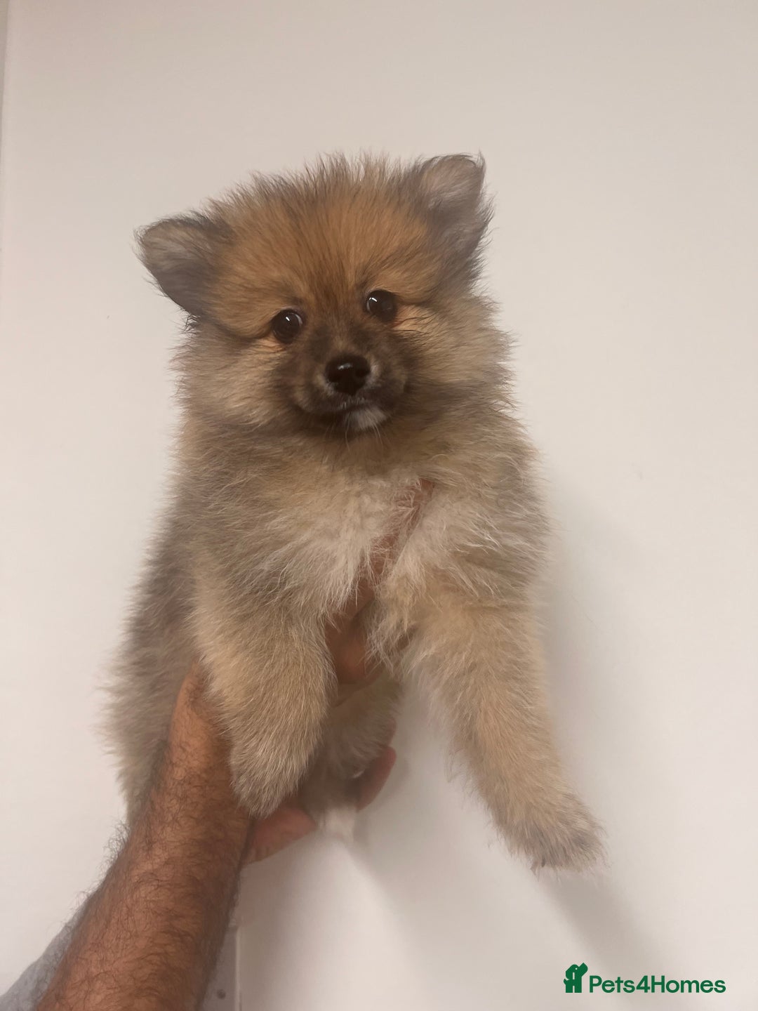 Pomeranian dogs for sale: LAST GIRL READY NOW Pomeranian puppies - Advert 7