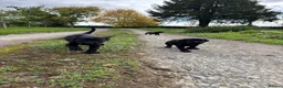 Labrador Retriever dogs for sale: Beautiful Labrador puppies ready THIS weekend - Advert 4