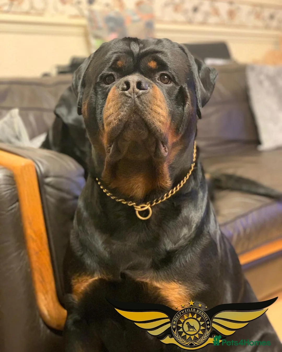Rottweiler dogs for stud: Rottweiler import Stud (BIG DADDY BRUNO) in Liverpool - Advert 10