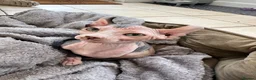 Sphynx cats for sale: Dolce the girl - Advert 1